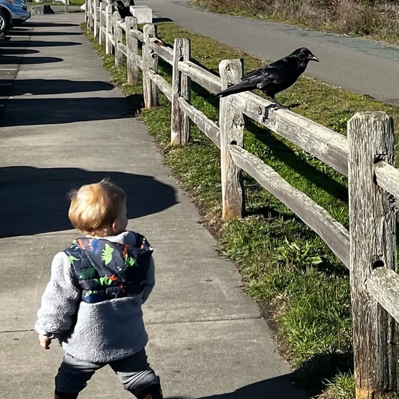 Meet your Posher, Callan - Picture 2 of 3